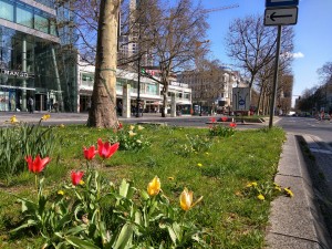 Here tulips bloom as they are told